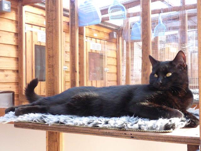 Kintbury Cattery photo 3