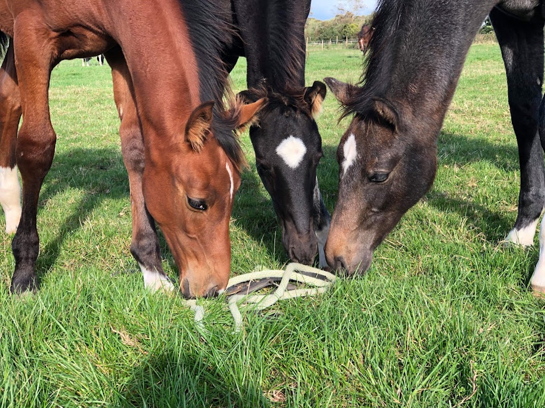 Tynefield Stud