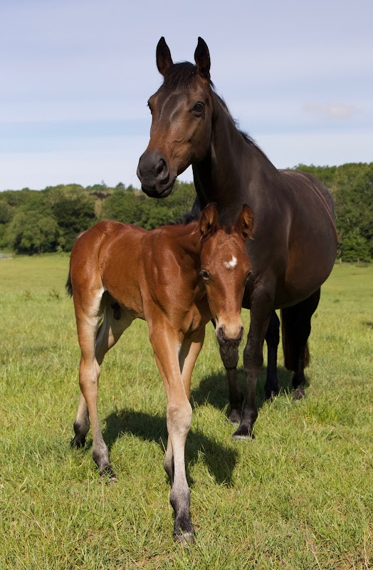 Tynefield Stud photo 3