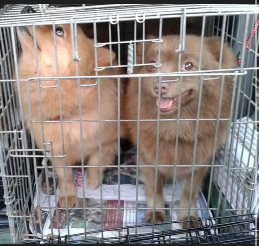 Lindcoly Dogs photo 2