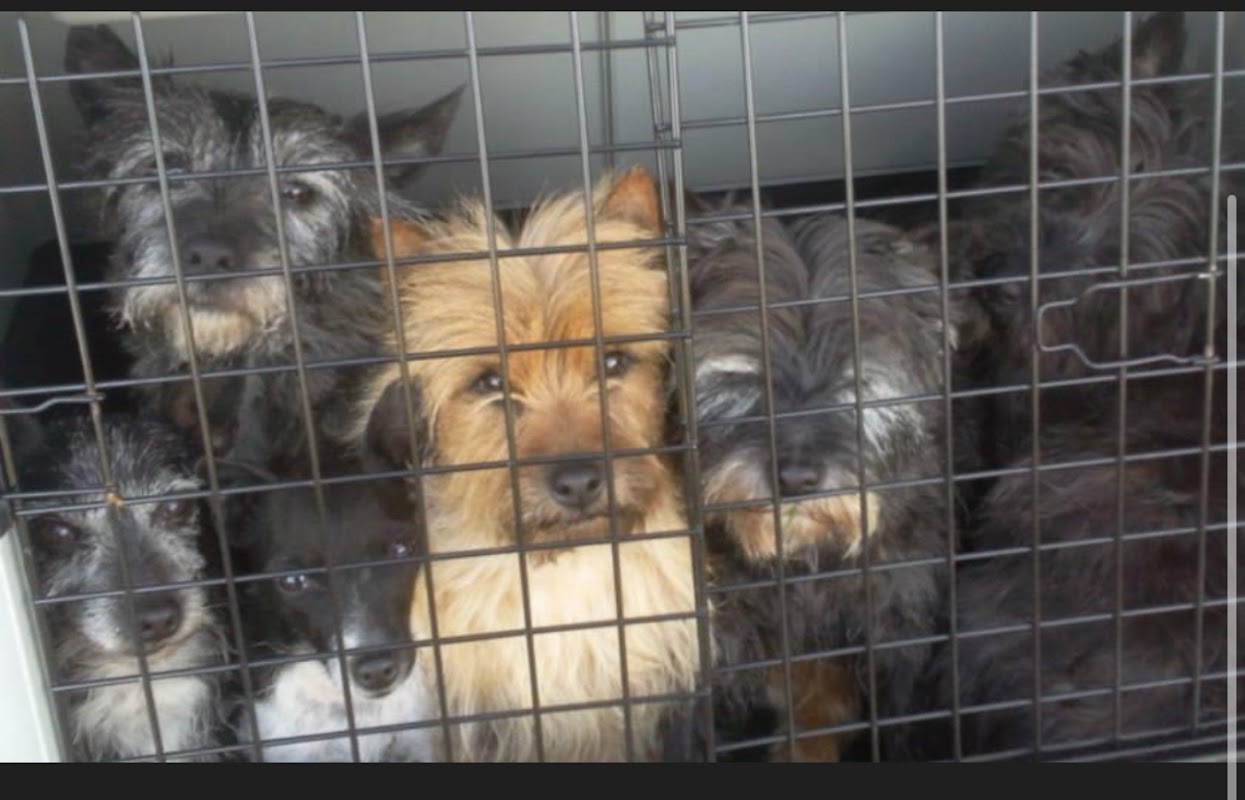 Lindcoly Dogs photo 3