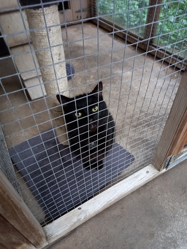 Eastham Woods Cattery photo 1