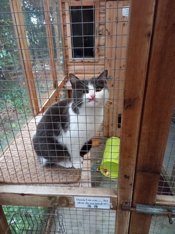 Eastham Woods Cattery photo 3