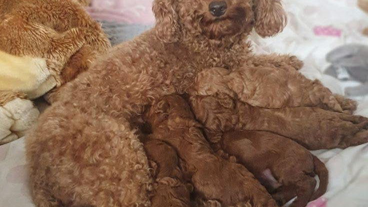 Maltipoo puppies for sale London