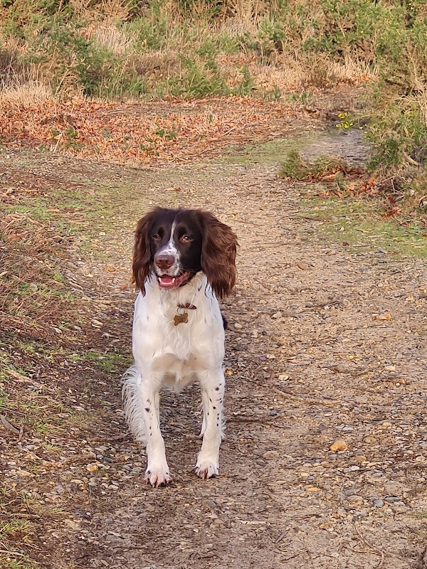 Frensham Pond Kennels photo 2