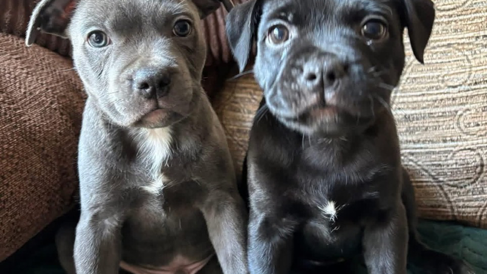 Staffy puppies for adoption
