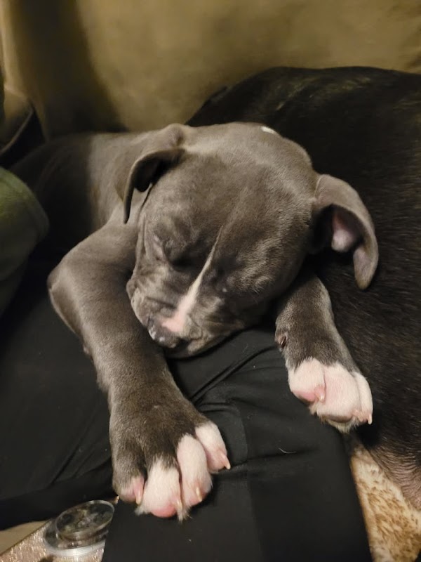 Staffy puppies for adoption photo 2