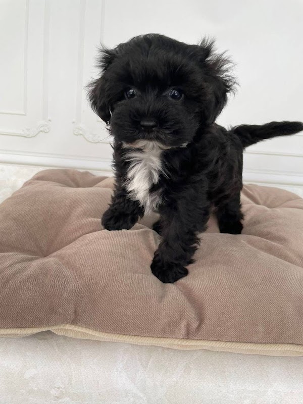 Staffy puppies for adoption photo 3