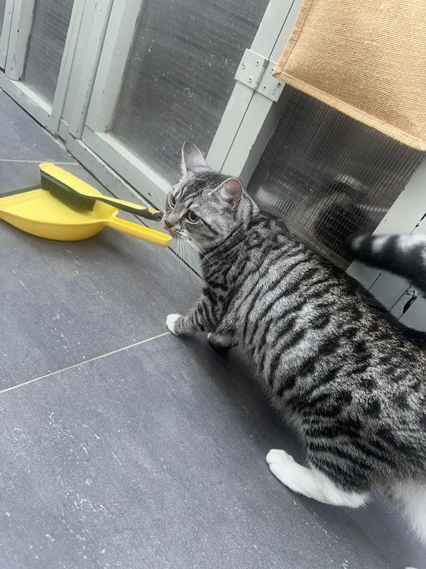 Warren House Cattery