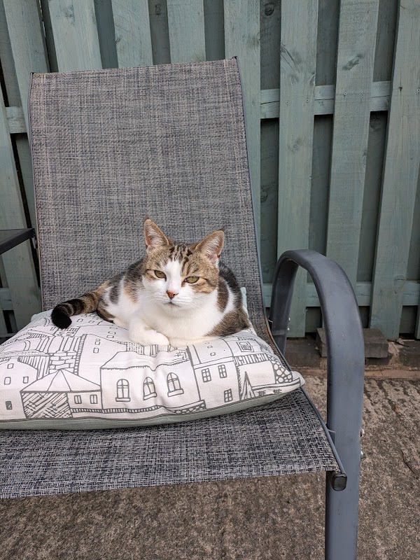 Warren House Cattery photo 2