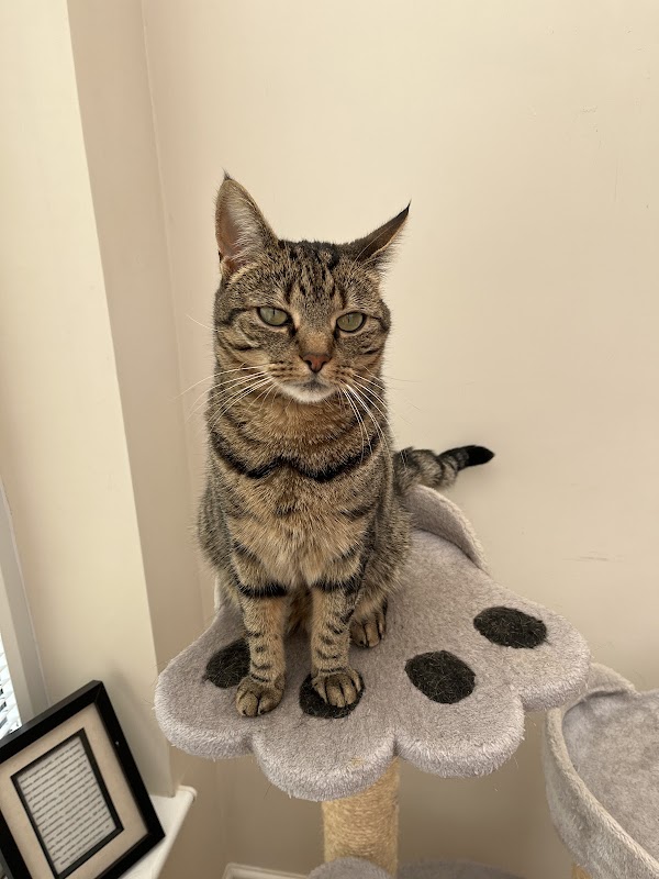 Warren House Cattery photo 3