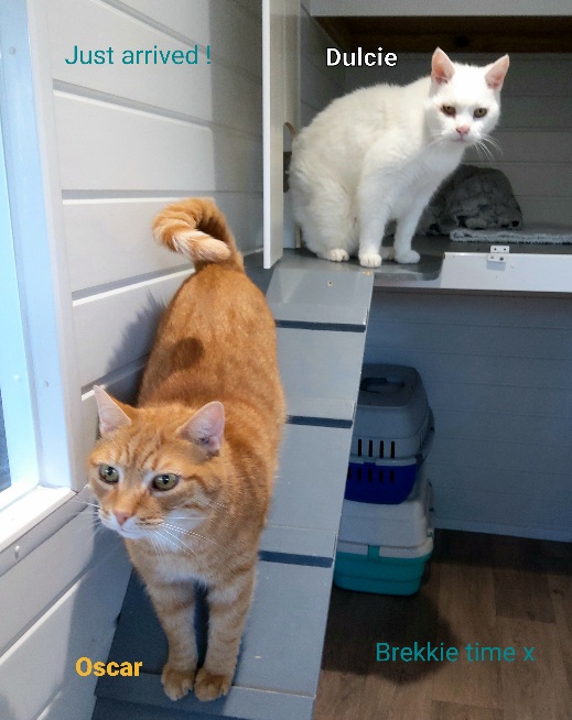 Kings Cattery