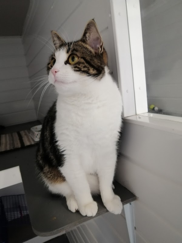 Kings Cattery photo 1
