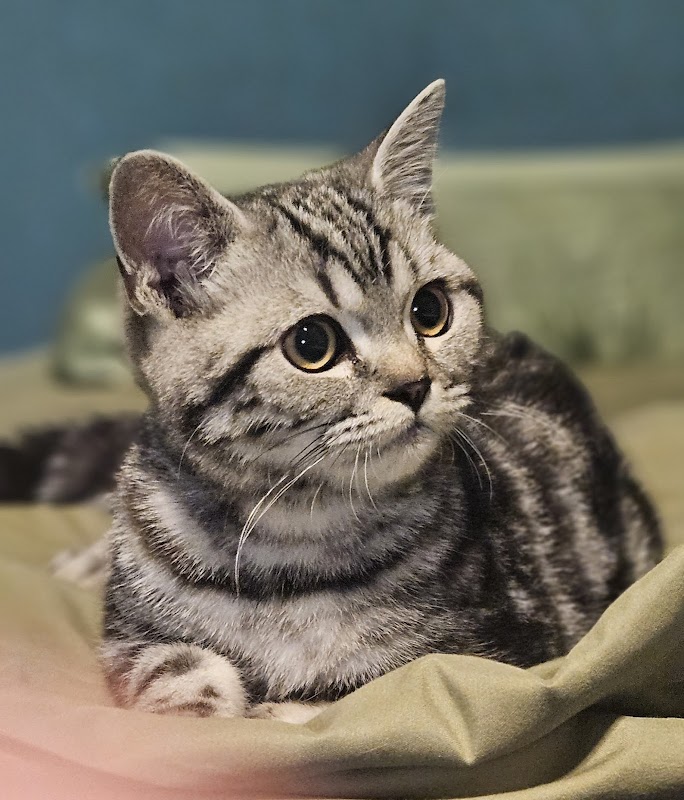 Purrfect Silvers Silver Tabby Kitten Breeder photo 2