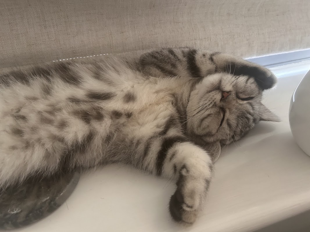 Purrfect Silvers Silver Tabby Kitten Breeder photo 3