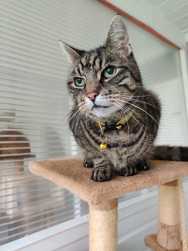 Fordcroft Cattery photo 2