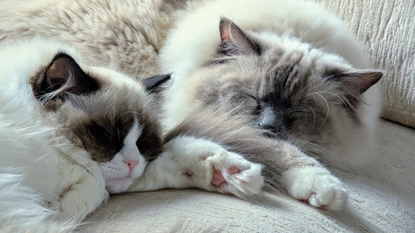 Coco Dolls Ragdoll Registered Breeder