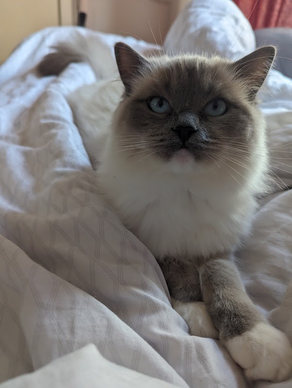 Coco Dolls Ragdoll Registered Breeder photo 2