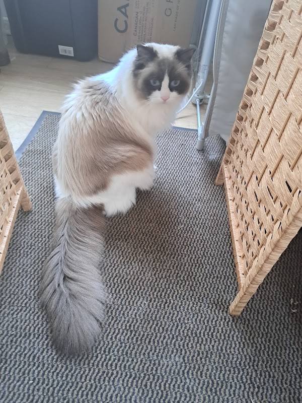 Coco Dolls Ragdoll Registered Breeder photo 3