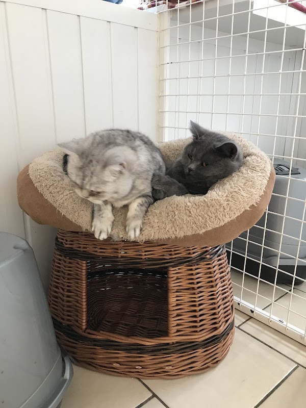 Brandlesholme Hall Farm Cattery photo 3
