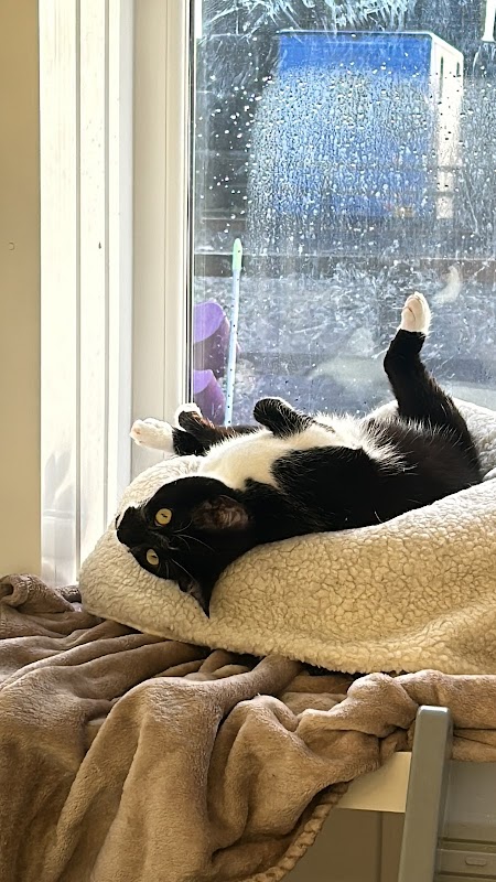Brandlesholme Hall Farm Cattery photo 1