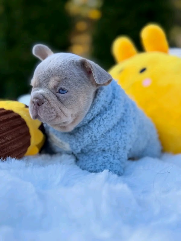Dog breeder photo 1