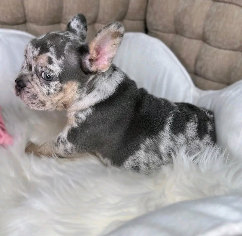 Dog breeder photo 3