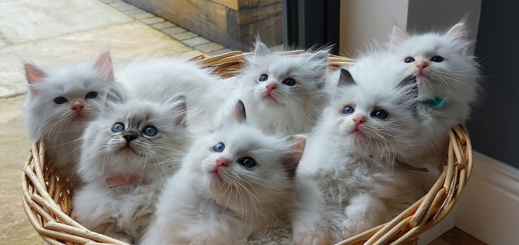 Aristodoll Ragdolls