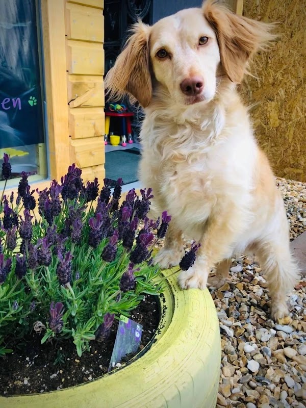 Common Scents Canine Enrichment Services — breeder photo