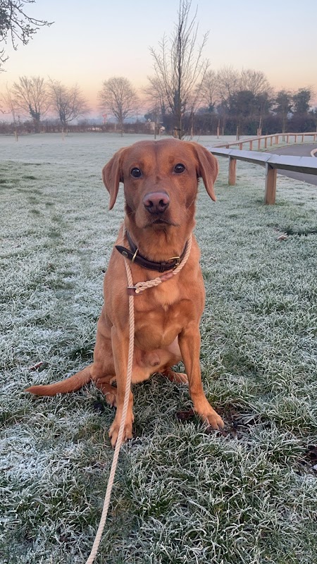 Wrencourt Gun Dogs