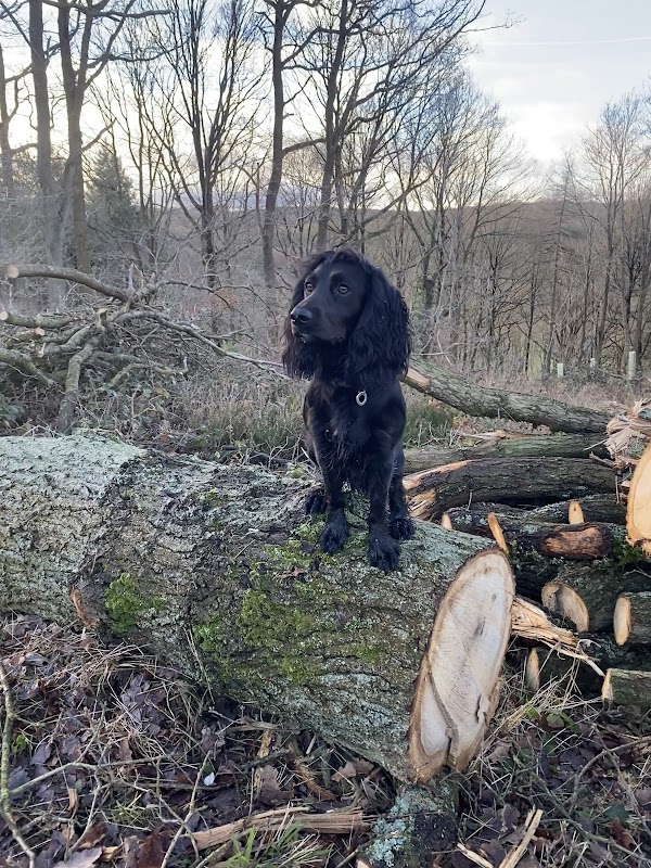 Wrencourt Gun Dogs photo 1