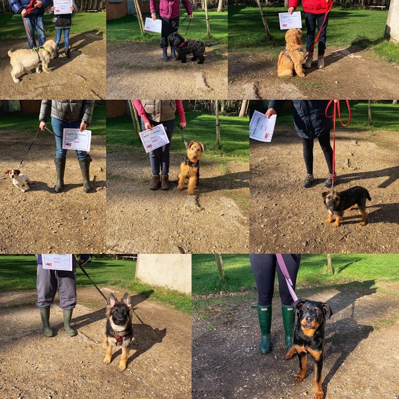 Ringwood Dogs - Isabelle Pape photo 2