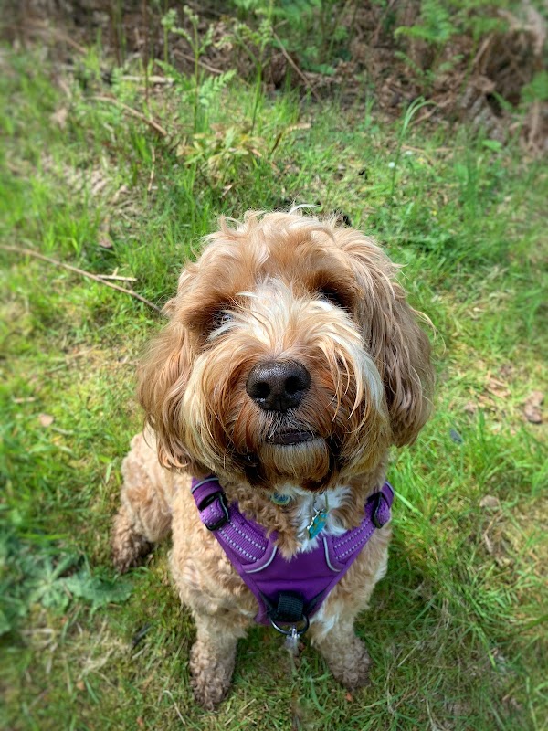 Ringwood Dogs - Isabelle Pape photo 3