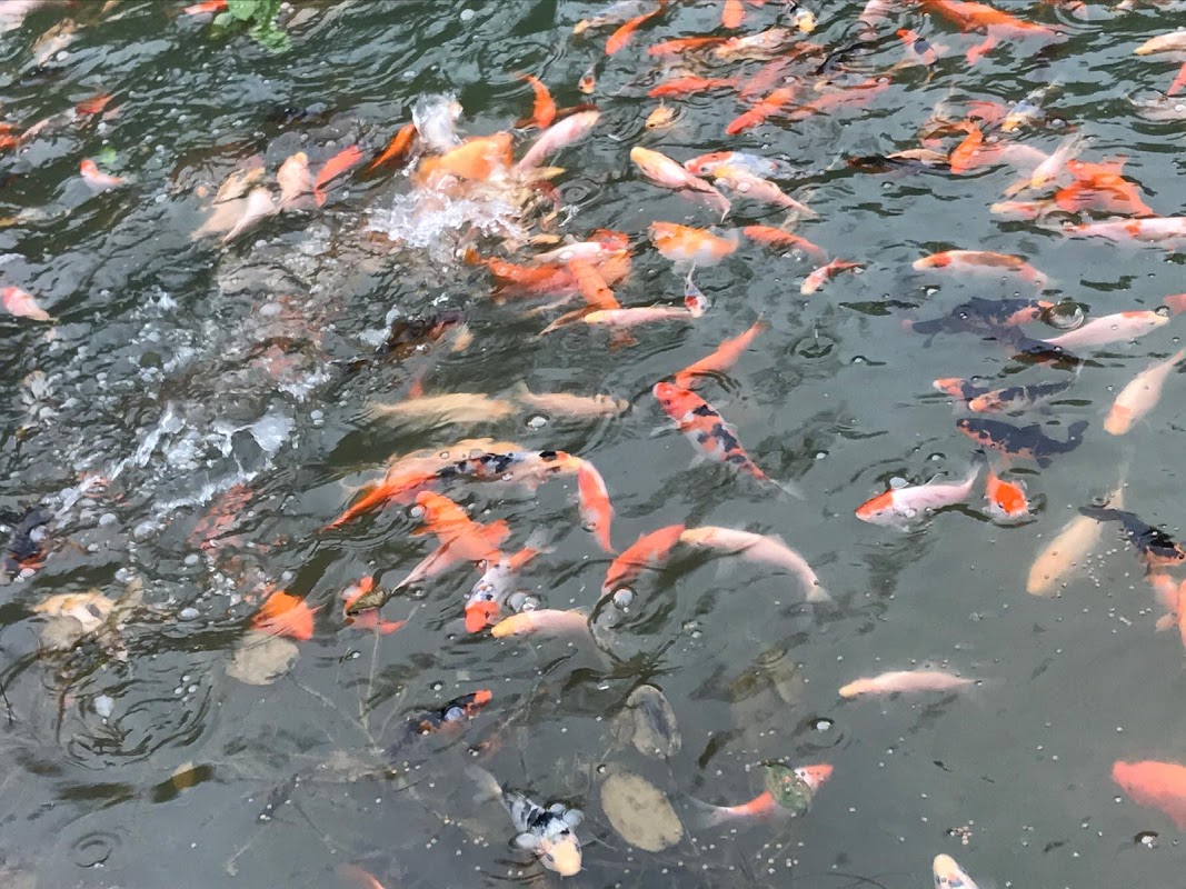 Kirby Bellars Fisheries - Koi