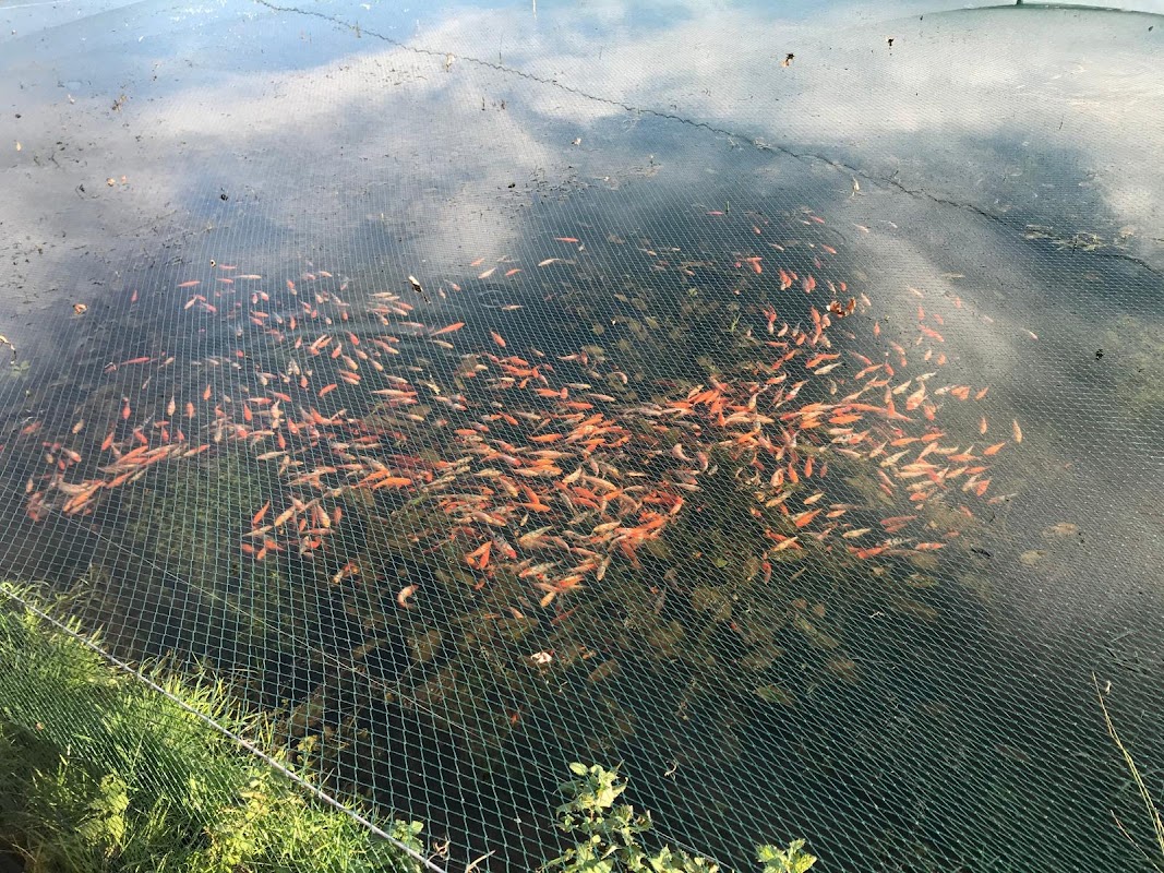 Kirby Bellars Fisheries - Koi photo 3