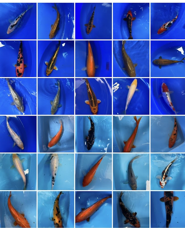 Kirby Bellars Fisheries - Koi photo 1