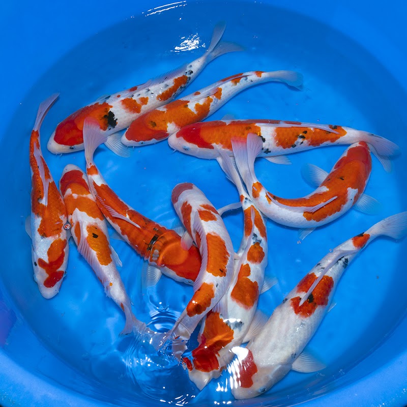 Supreme Koi. photo 1