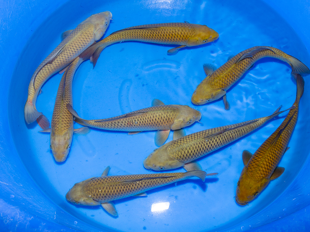 Supreme Koi. photo 3