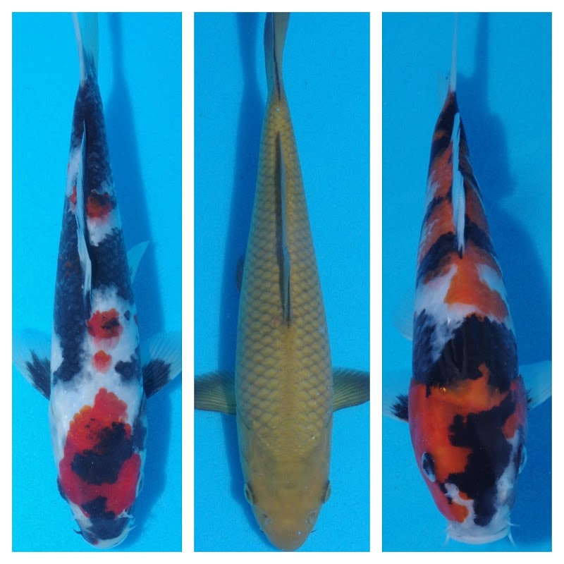Byer Koi Farm