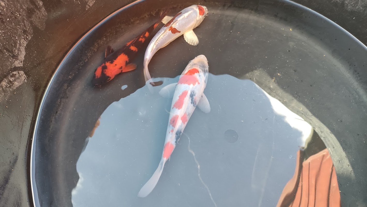 Byer Koi Farm photo 2