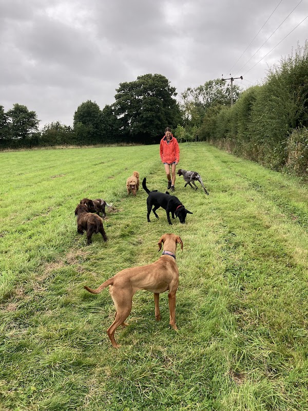 Rowley Cottage Kennels — breeder photo