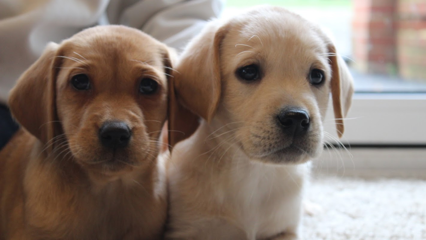 Lynsted Labs Ltd. - Labrador Breeder Kent Yellow Black Fox Red Chocolate