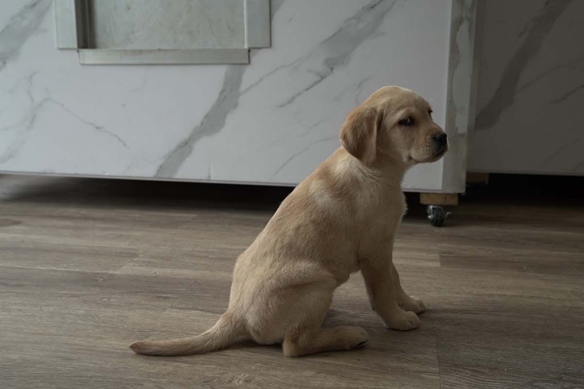 Lynsted Labs Ltd. - Labrador Breeder Kent Yellow Black Fox Red Chocolate photo 1