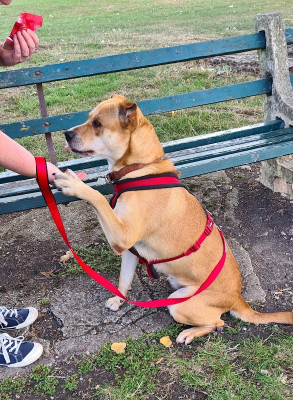 Newport City Dogs Home photo 3