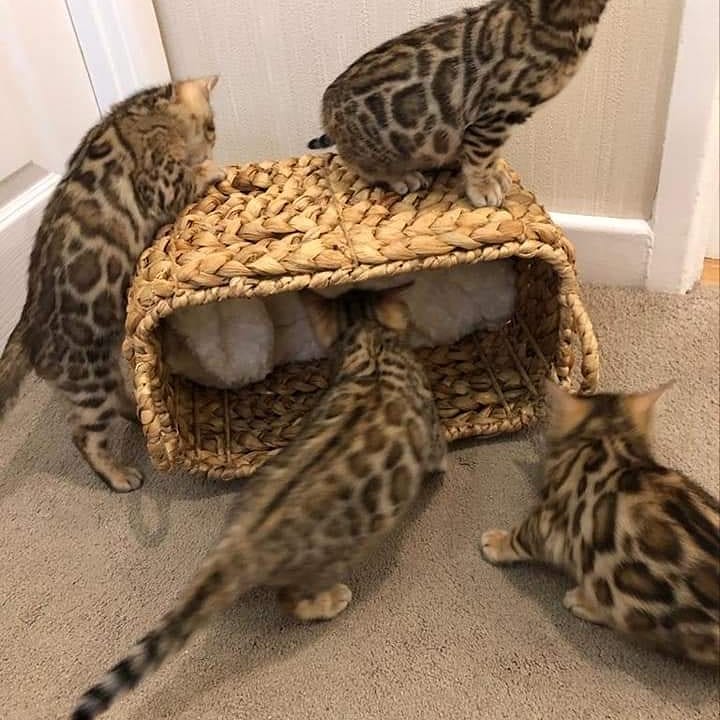 Bundara Bengals