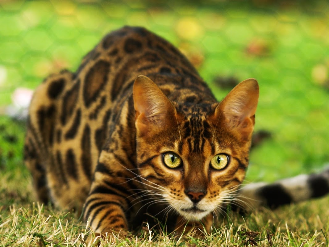 Bundara Bengals photo 1