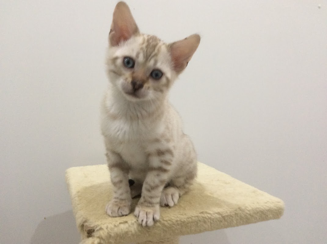 Bundara Bengals photo 3