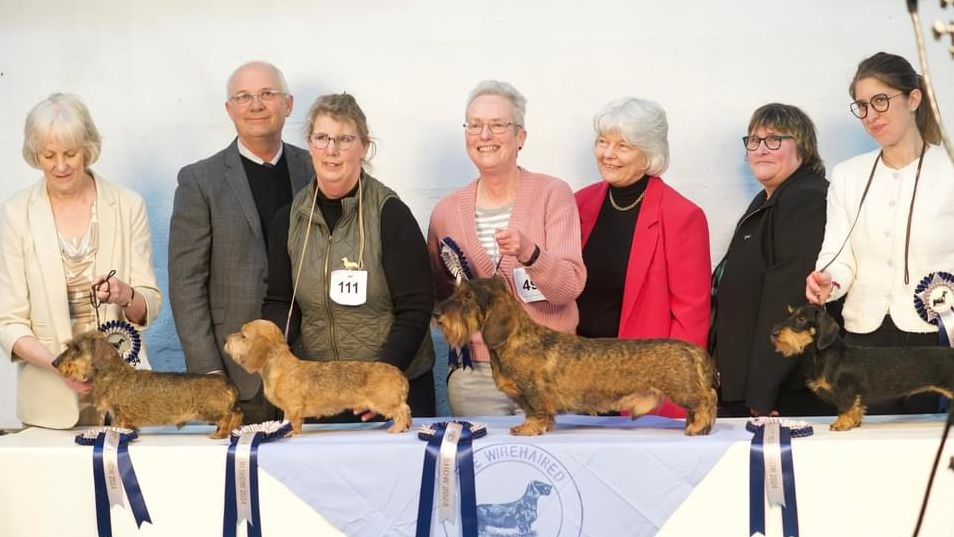 The Wire Haired Dachshund Club