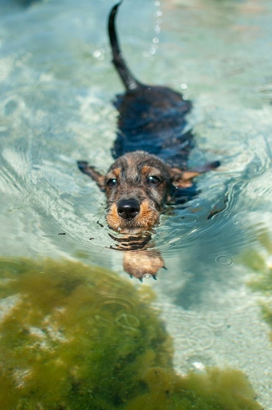 The Wire Haired Dachshund Club photo 3