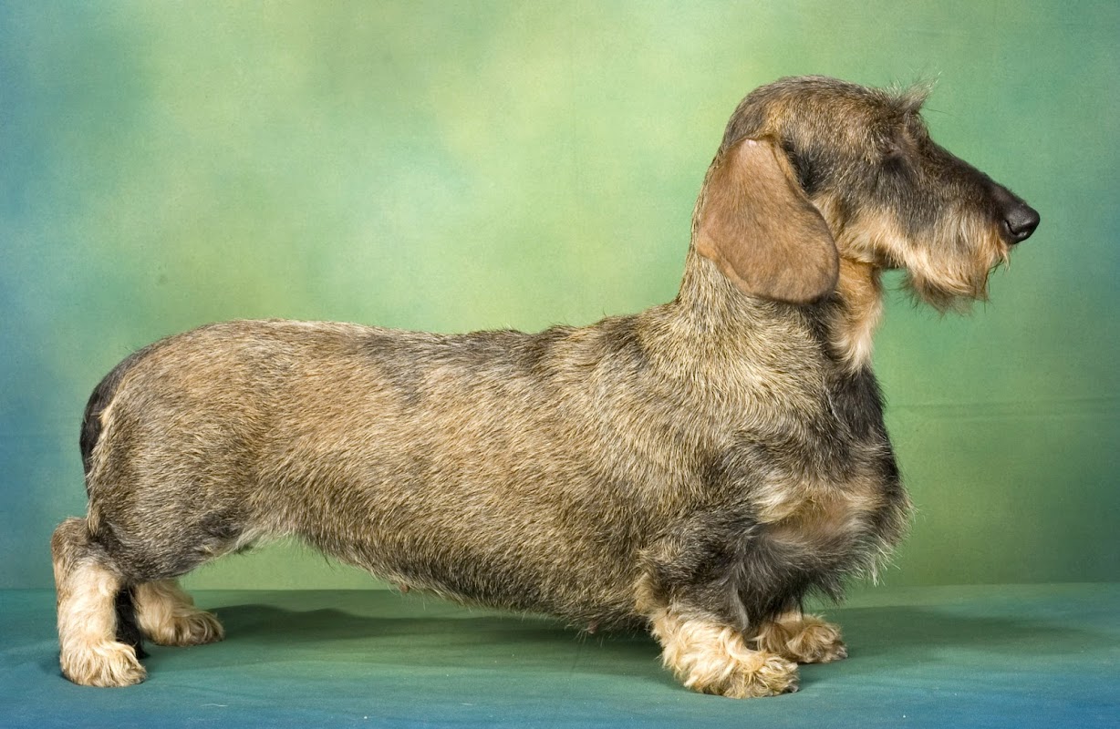The Wire Haired Dachshund Club photo 2
